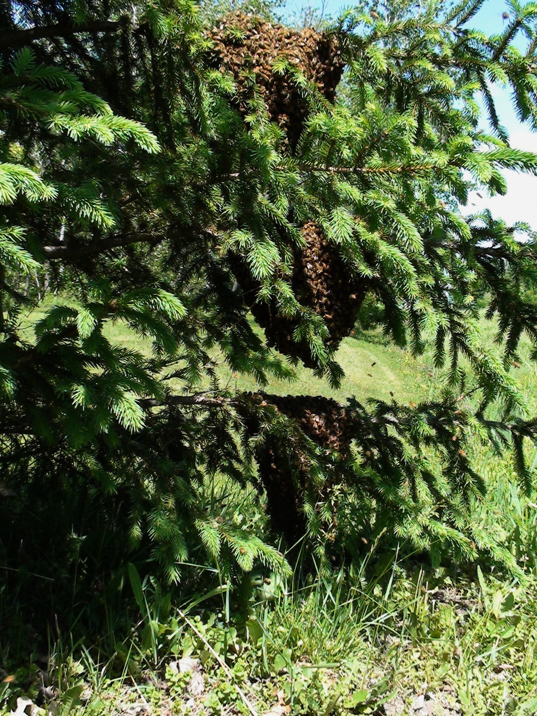 Natural Swarm in a Spruce Tree - Copyrights RebelBees 2016