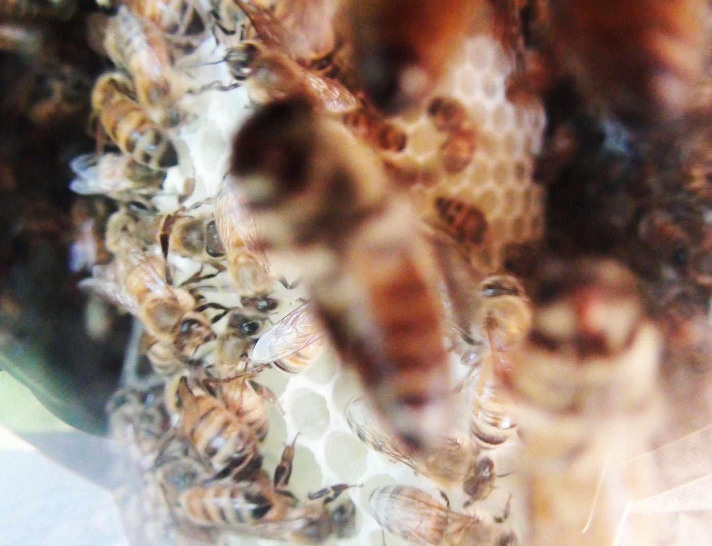 Warré Hive Window View - Copyrights RebelBees 2016
