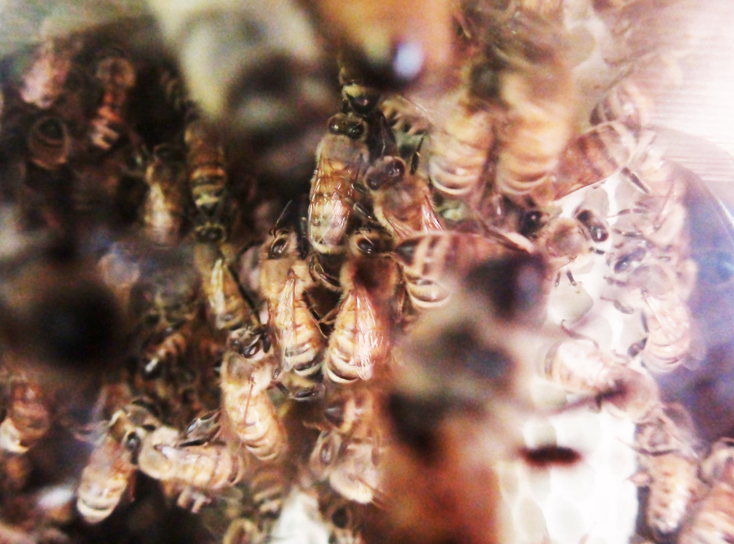 Warré Hive Window View - Copyrights RebelBees 2016