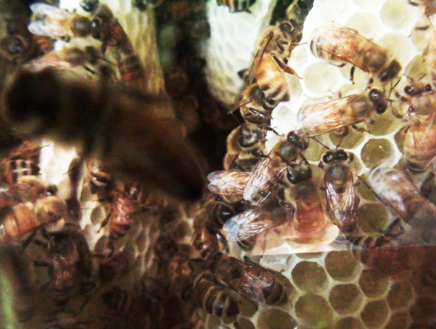 Warré Hive Window View - Copyrights RebelBees 2016