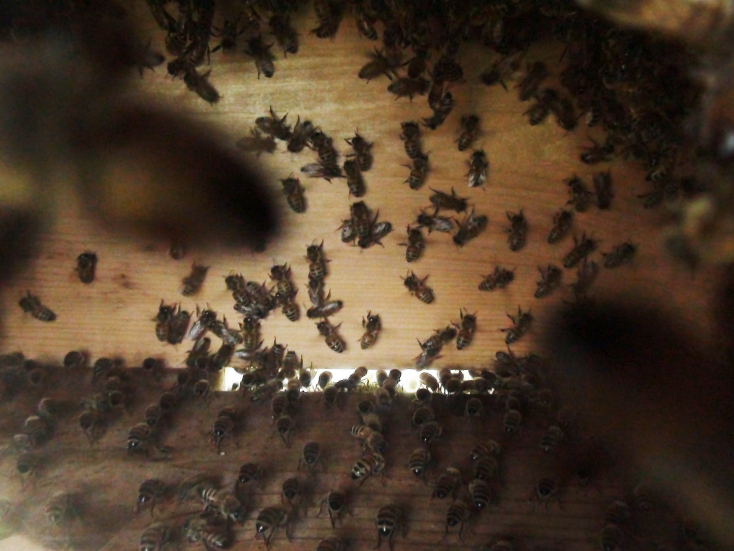 Warré Hive Window View - Copyrights RebelBees 2016