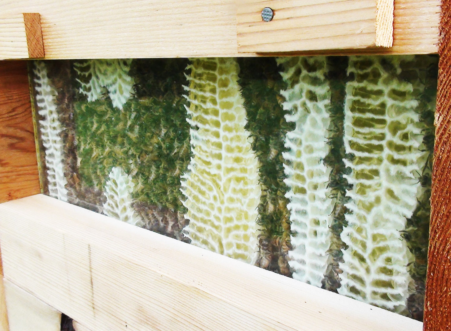 Warré Hive Window View - Copyrights RebelBees 2016