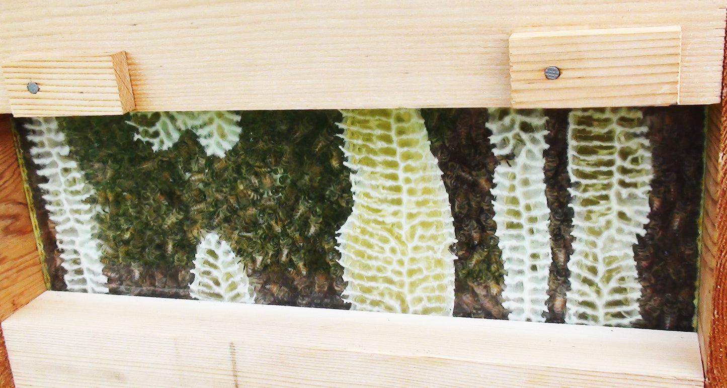 Warré Hive Window View - Copyrights RebelBees 2016