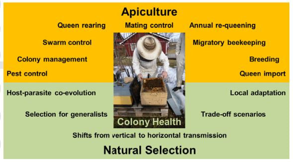 The Darwin Cure for Apiculture?