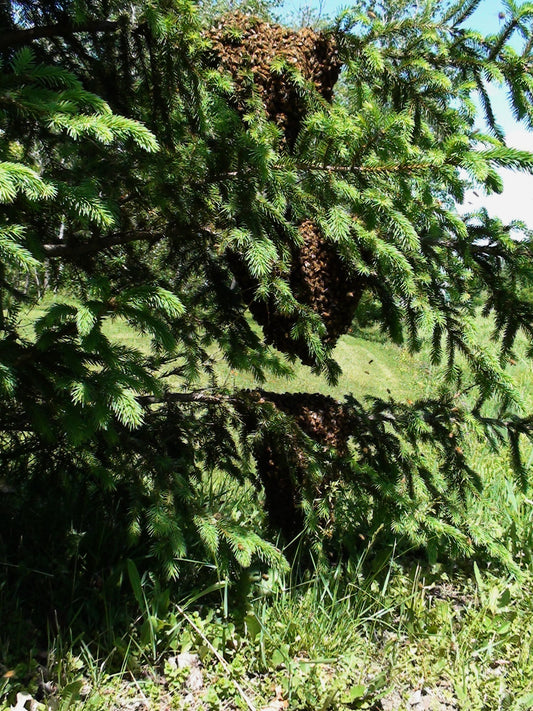 Essaim Naturel dans une Épinette - Copyrights RebelBees 2016