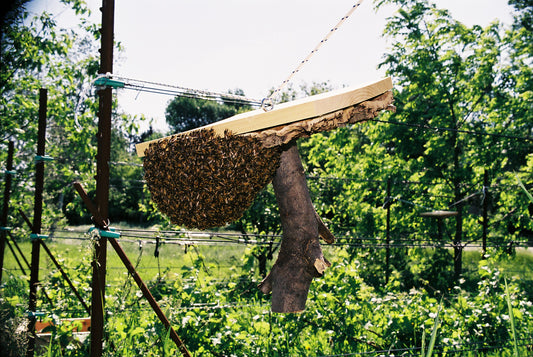 Swarm on a swarm catcher - Copyrights RebelBees 2018