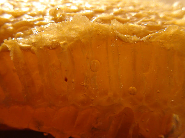 RebelBees HoneyComb - Copyrights RebelBees 2019