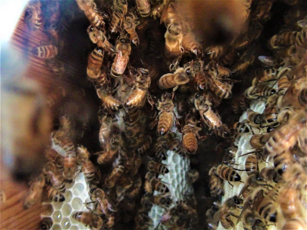 Warré Hive. Natural Beekeeping with RebelBees!