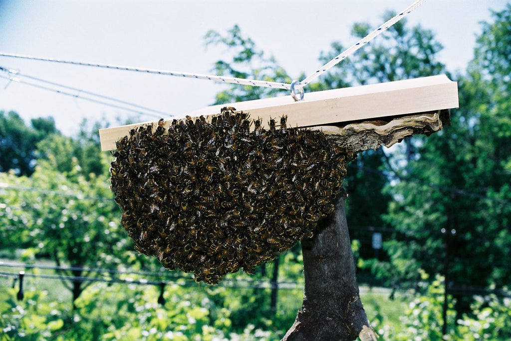 Warré Hive. Natural Beekeeping with RebelBees!